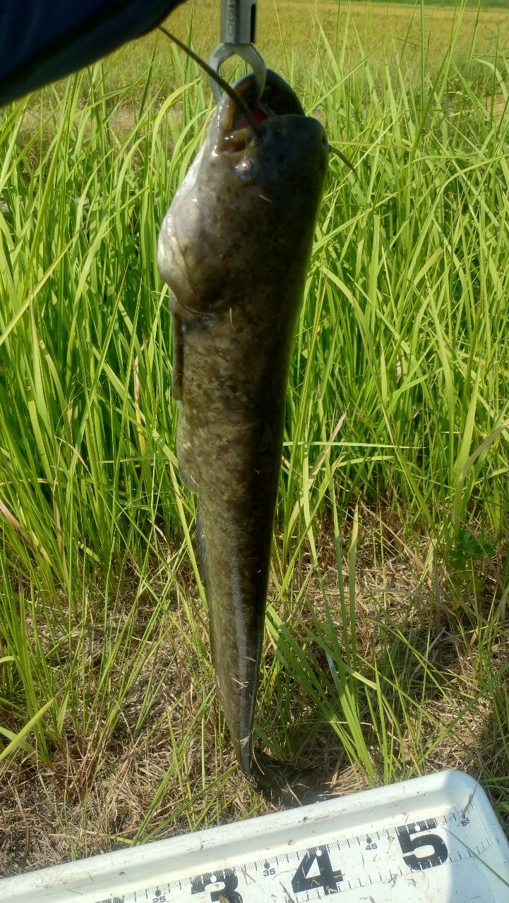 ナマズ