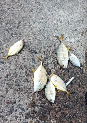 メッキの釣果