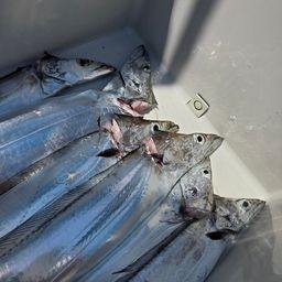タチウオ
