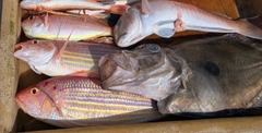 マトウダイの釣果