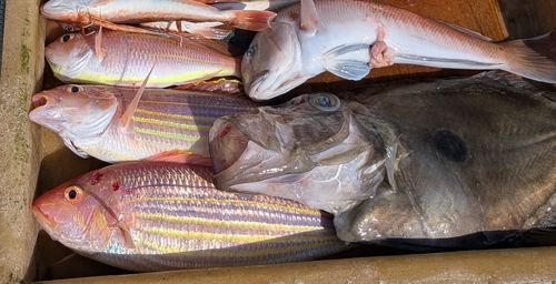 マトウダイの釣果