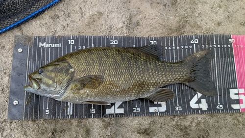 スモールマウスバスの釣果