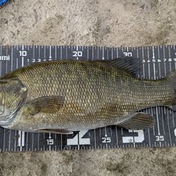 スモールマウスバス