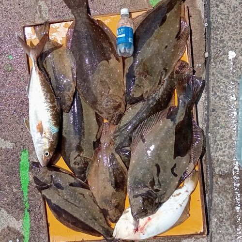 ヒラメの釣果