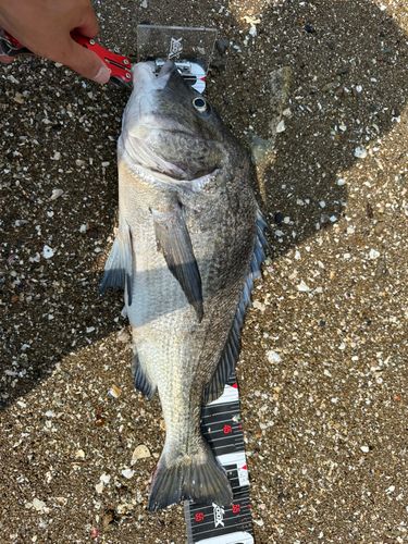 チヌの釣果