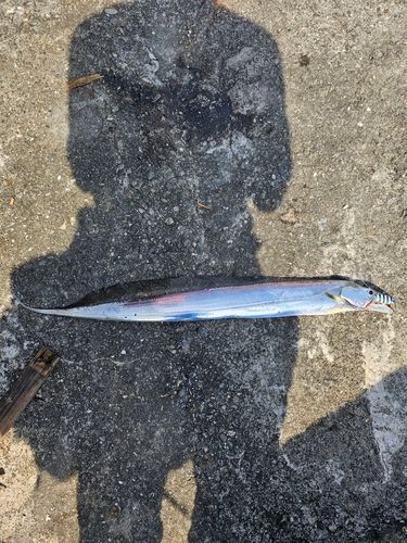 タチウオの釣果
