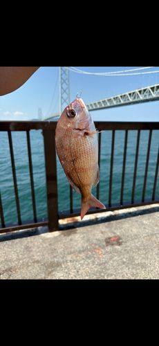 釣果