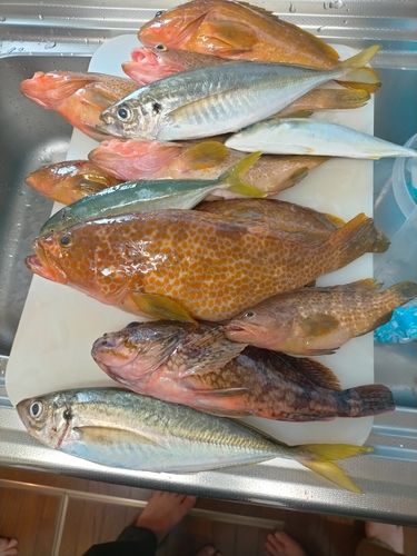 キジハタの釣果