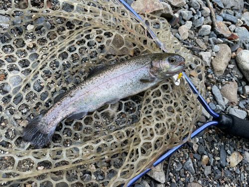 ニジマスの釣果