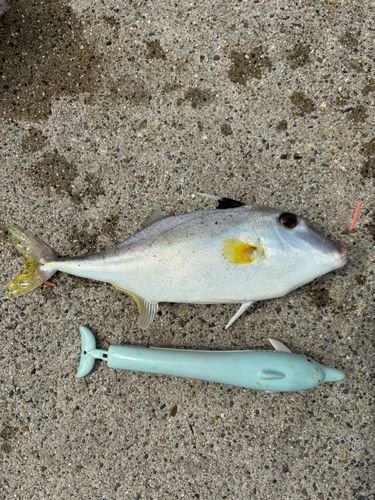 ギマの釣果