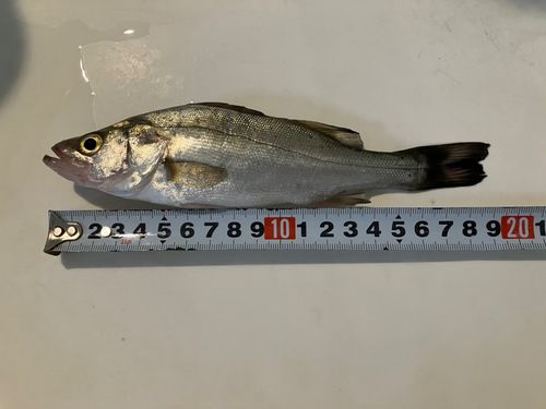 セイゴ（ヒラスズキ）の釣果