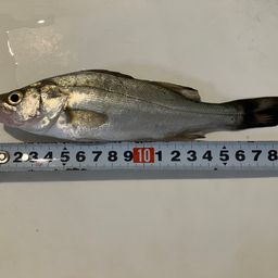 セイゴ（ヒラスズキ）