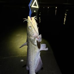 アメリカンキャットフィッシュ