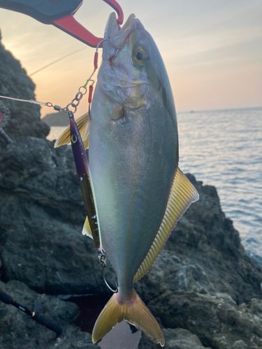 カンパチの釣果