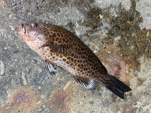 オオモンハタの釣果