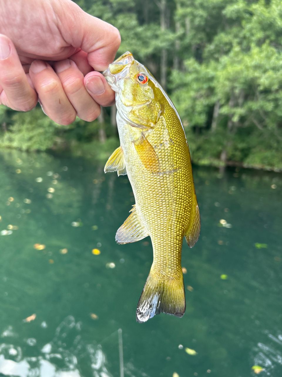 スモールマウスバス