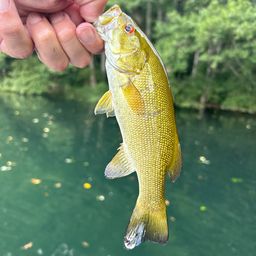 スモールマウスバス