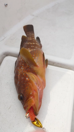 アコウの釣果