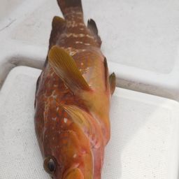 アコウ