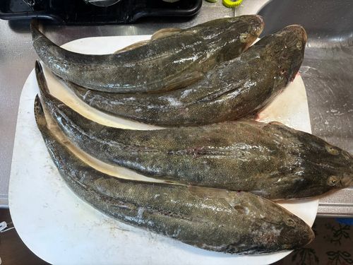 マゴチの釣果