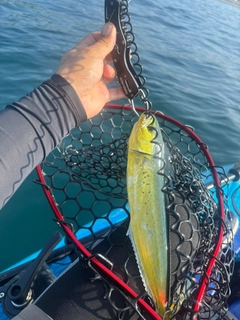 シイラの釣果