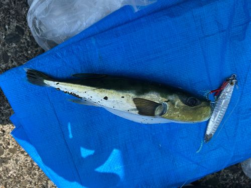 シロサバフグの釣果