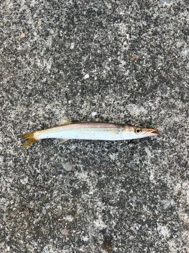 カマスの釣果