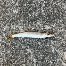 カマス
