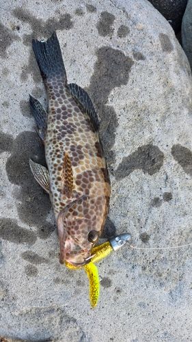 オオモンハタの釣果