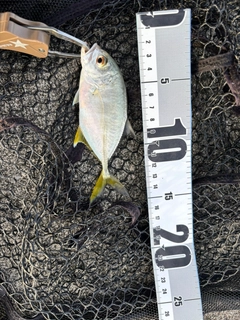 オニヒラアジの釣果