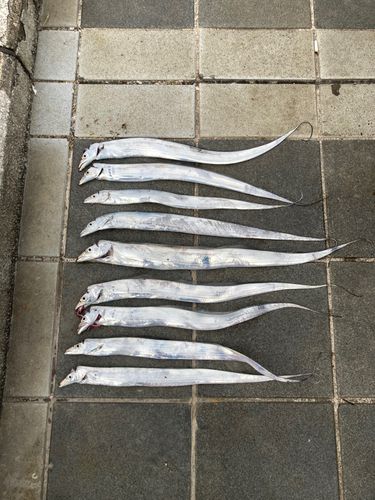 タチウオの釣果