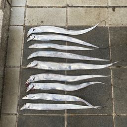 タチウオ