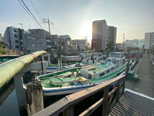 シロギスの釣果