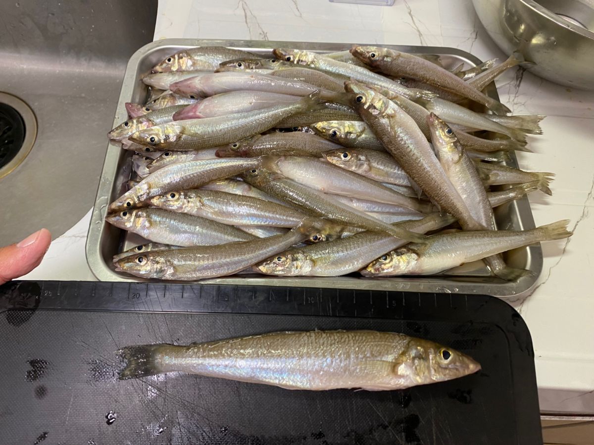 ざわさん@お散歩日記さんの釣果 2枚目の画像