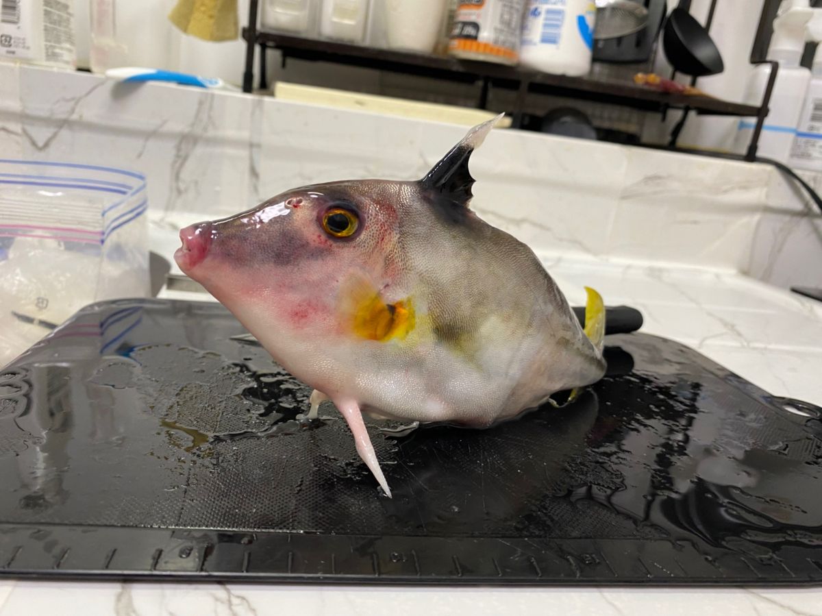 ざわさん@お散歩日記さんの釣果 3枚目の画像