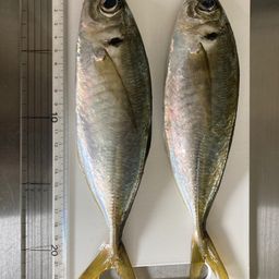 アジ