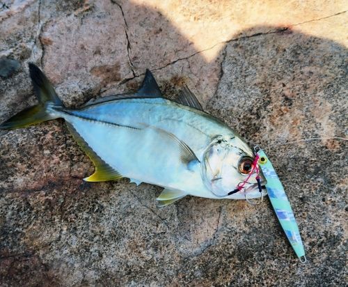メッキの釣果