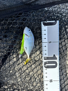 オニヒラアジの釣果