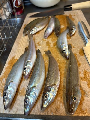 シロギスの釣果