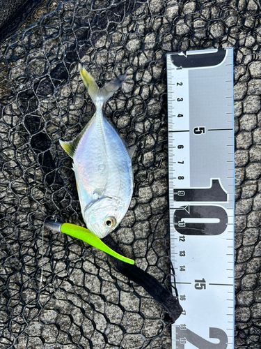 オニヒラアジの釣果