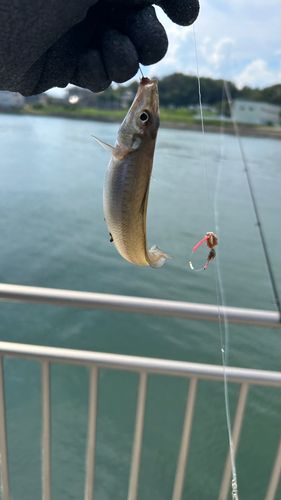 シロギスの釣果