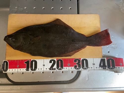 ヒラメの釣果