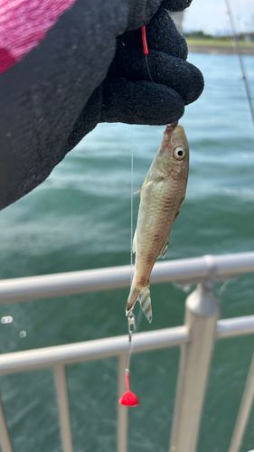 ヒメジの釣果