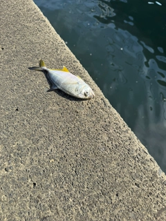 メッキの釣果