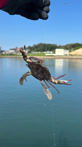 カニの釣果