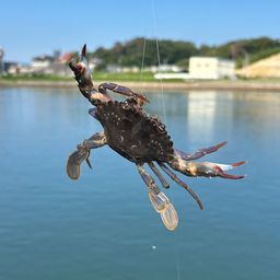 カニ