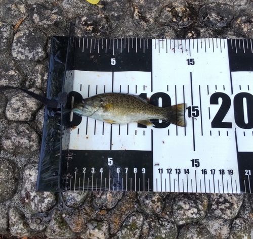 スモールマウスバスの釣果