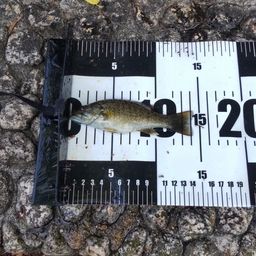 スモールマウスバス