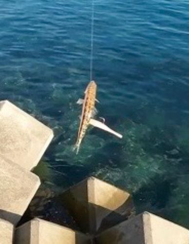 エソの釣果