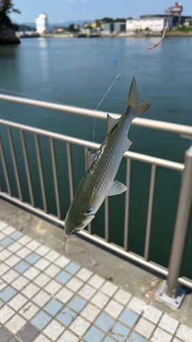 ボラの釣果